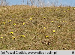 Adonis vernalis