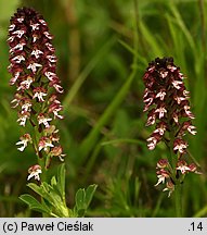 Orchis ustulata