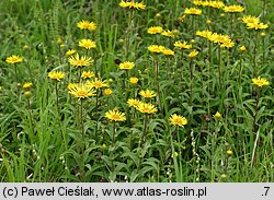 Inula hirta