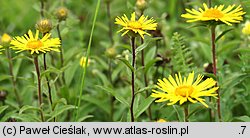 Inula hirta