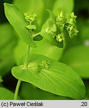 Bupleurum longifolium