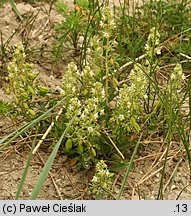 Reseda phyteuma (rezeda mała)