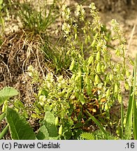 Reseda phyteuma (rezeda mała)