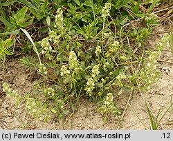 Reseda phyteuma (rezeda mała)