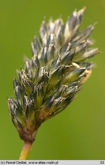 Sesleria uliginosa