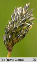 Sesleria uliginosa