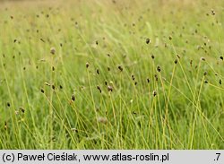 Sesleria uliginosa