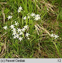 Ornithogalum collinum