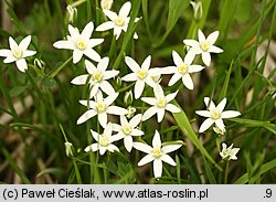 Ornithogalum collinum