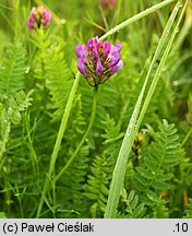 Astragalus danicus