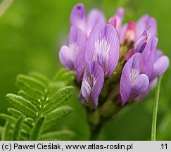 Astragalus danicus