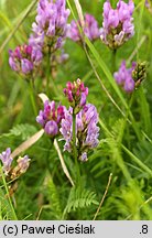 Astragalus danicus