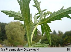 Ambrosia psilostachya (ambrozja zachodnia)