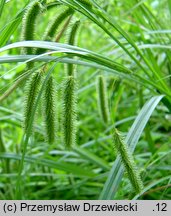 Carex pseudocyperus (turzyca nibyciborowata)