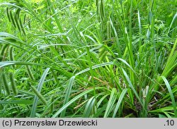 Carex pseudocyperus (turzyca nibyciborowata)