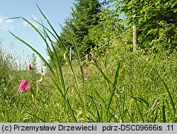 Lathyrus nissolia (groszek liściakowy)