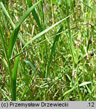 Lathyrus nissolia (groszek liściakowy)