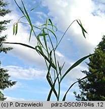 Lathyrus nissolia (groszek liściakowy)