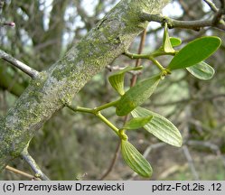 Viscum album ssp. album (jemioła pospolita typowa)