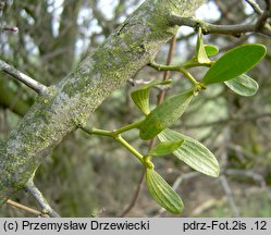 Viscum album ssp. album (jemioła pospolita typowa)