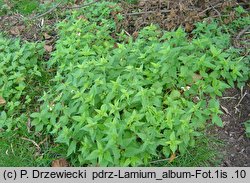 Lamium album (jasnota biała)