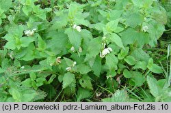 Lamium album (jasnota biała)