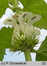 Lamium album (jasnota biała)