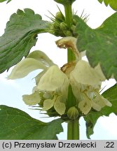 Lamium album (jasnota biała)