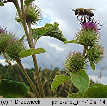 Arctium minus (łopian mniejszy)