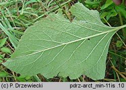 Arctium minus (łopian mniejszy)