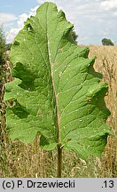 Arctium minus (łopian mniejszy)