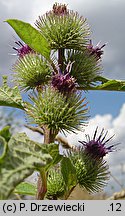 Arctium minus (łopian mniejszy)