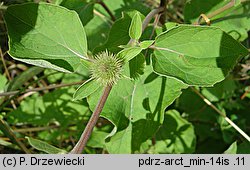 Arctium minus (łopian mniejszy)