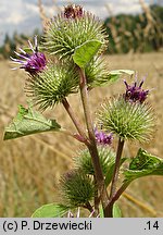 Arctium minus (łopian mniejszy)