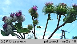 Arctium minus (łopian mniejszy)