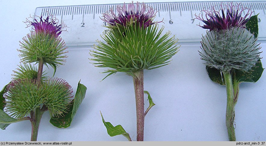 Arctium minus (łopian mniejszy)