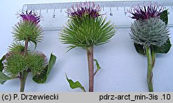 Arctium minus (łopian mniejszy)