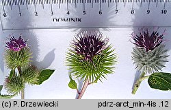 Arctium minus (łopian mniejszy)