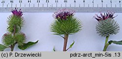 Arctium minus (łopian mniejszy)