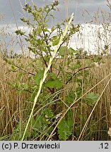 Arctium minus (łopian mniejszy)