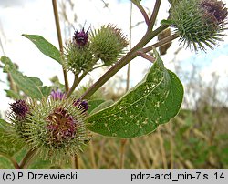 Arctium minus (łopian mniejszy)