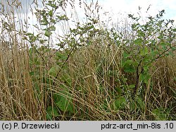 Arctium minus (łopian mniejszy)