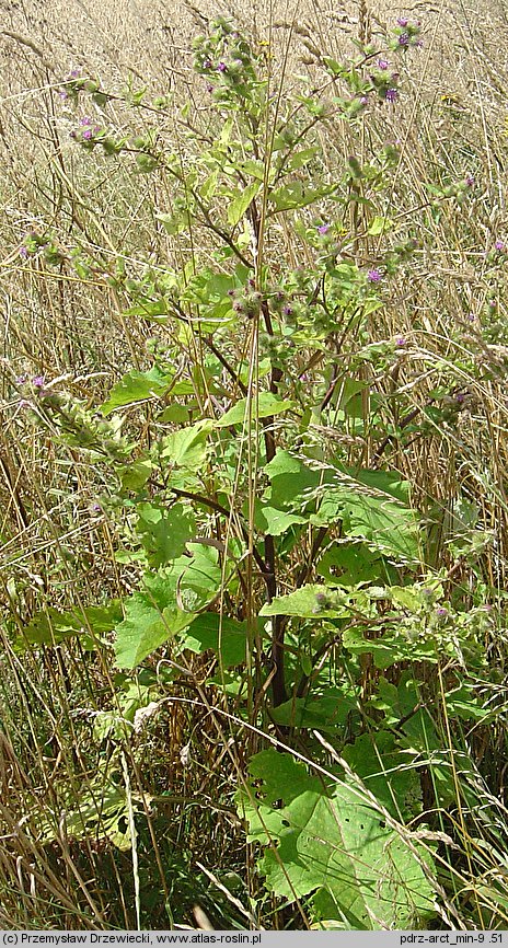 Arctium minus (łopian mniejszy)