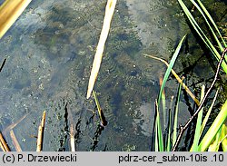 Ceratophyllum submersum (rogatek krótkoszyjkowy)