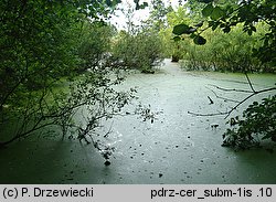 Ceratophyllum submersum (rogatek krótkoszyjkowy)