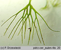 Ceratophyllum submersum (rogatek krótkoszyjkowy)