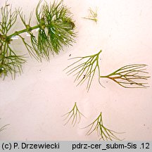 Ceratophyllum submersum (rogatek krótkoszyjkowy)