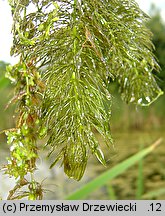 Ceratophyllum submersum (rogatek krótkoszyjkowy)