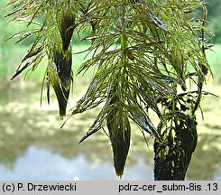 Ceratophyllum submersum (rogatek krótkoszyjkowy)