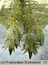 Ceratophyllum submersum (rogatek krótkoszyjkowy)